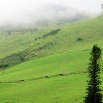 {Click to Enlarge} Horses and riders enjoy the infinite view and rolling hills of Ulupalakua.