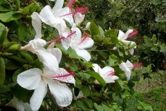 fleming-arboretum-bob-howdy-native-plants-flowers-026