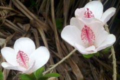 fleming-arboretum-bob-howdy-native-plants-flowers-030